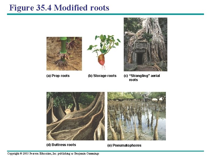 Figure 35. 4 Modified roots (a) Prop roots (b) Storage roots (d) Buttress roots