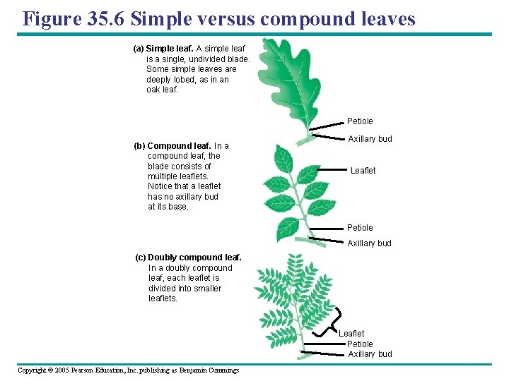Figure 35. 6 Simple versus compound leaves (a) Simple leaf. A simple leaf is