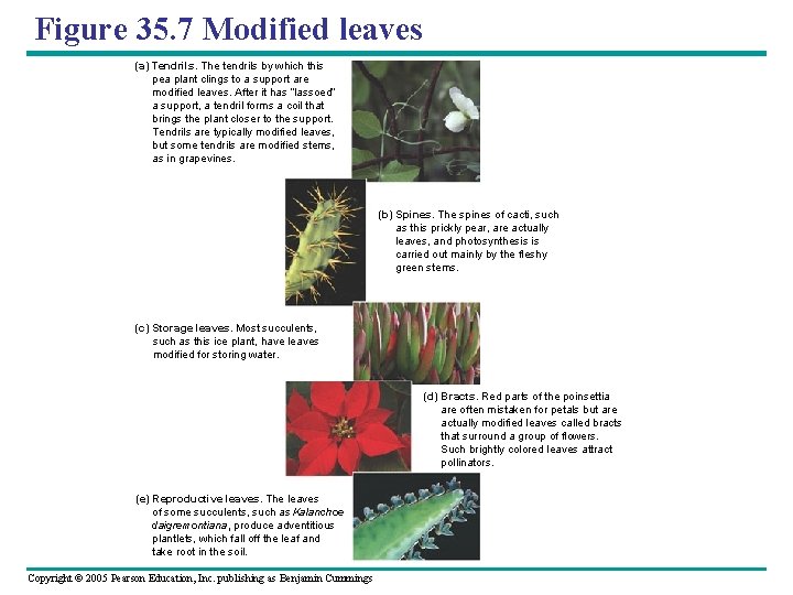 Figure 35. 7 Modified leaves (a) Tendrils. The tendrils by which this pea plant