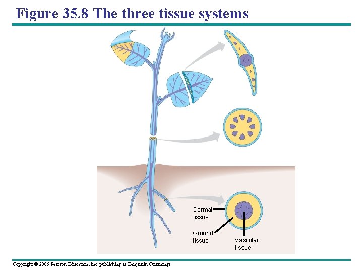 Figure 35. 8 The three tissue systems Dermal tissue Ground tissue Copyright © 2005