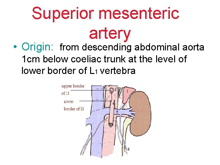 Superior mesenteric artery • Origin: from descending abdominal aorta 1 cm below coeliac trunk Superior mesenteric artery • Origin: from descending abdominal aorta 1 cm below coeliac trunk