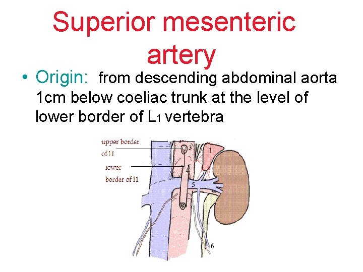 Superior mesenteric artery • Origin: from descending abdominal aorta 1 cm below coeliac trunk