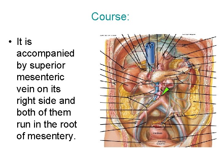 Course: • It is accompanied by superior mesenteric vein on its right side and Course: • It is accompanied by superior mesenteric vein on its right side and
