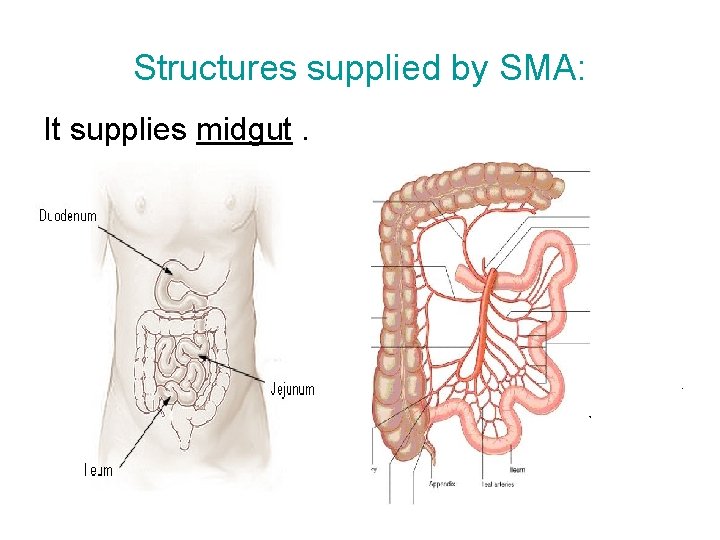 Structures supplied by SMA: It supplies midgut. 