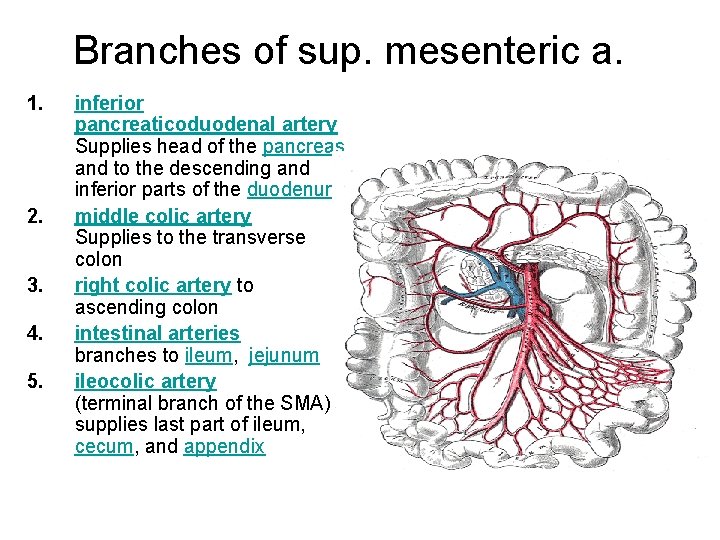 Branches of sup. mesenteric a. 1. 2. 3. 4. 5. inferior pancreaticoduodenal artery Supplies Branches of sup. mesenteric a. 1. 2. 3. 4. 5. inferior pancreaticoduodenal artery Supplies