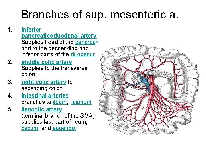 Branches of sup. mesenteric a. 1. 2. 3. 4. 5. inferior pancreaticoduodenal artery Supplies