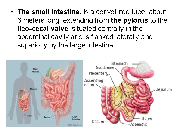  • The small intestine, is a convoluted tube, about 6 meters long, extending