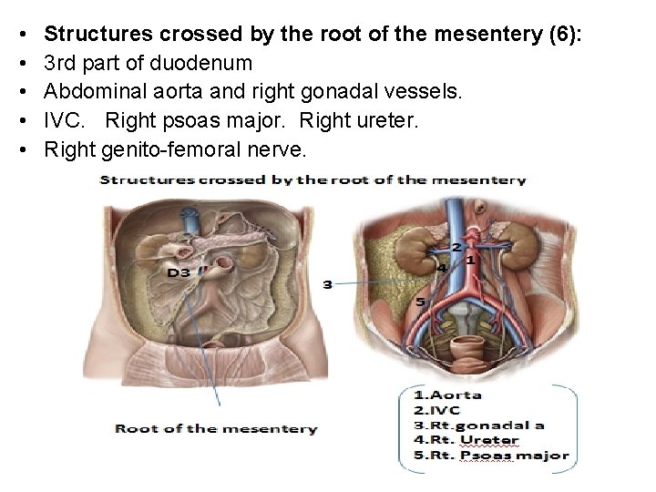 • • • Structures crossed by the root of the mesentery (6): 3 • • • Structures crossed by the root of the mesentery (6): 3