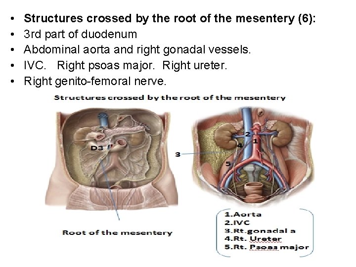  • • • Structures crossed by the root of the mesentery (6): 3