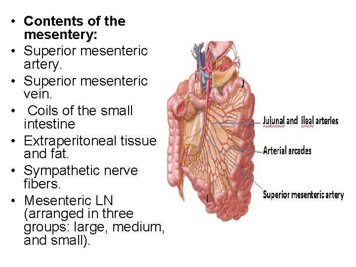  • Contents of the mesentery: • Superior mesenteric artery. • Superior mesenteric vein.