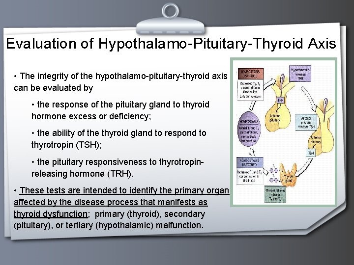 Evaluation of Hypothalamo-Pituitary-Thyroid Axis • The integrity of the hypothalamo-pituitary-thyroid axis can be evaluated