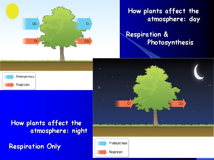 How plants affect the atmosphere: day Respiration & Photosynthesis How plants affect the atmosphere: