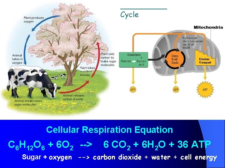 _____ Cycle Cellular Respiration Equation C 6 H 12 O 6 + 6 O