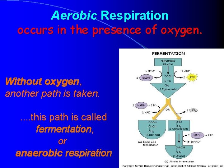 Aerobic Respiration occurs in the presence of oxygen. Without oxygen, another path is taken.