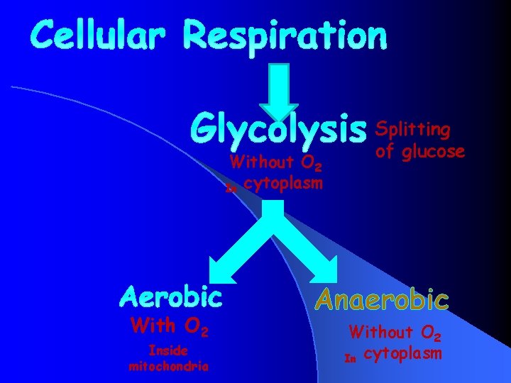 Without O 2 In cytoplasm With O 2 Inside mitochondria Splitting of glucose Anaerobic