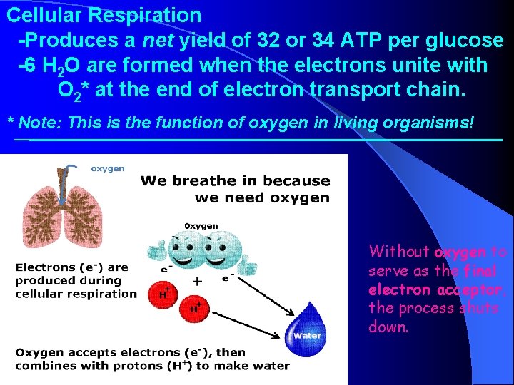 Cellular Respiration -Produces a net yield of 32 or 34 ATP per glucose -6