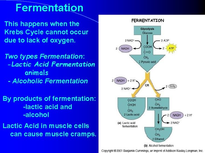 Fermentation This happens when the Krebs Cycle cannot occur due to lack of oxygen.