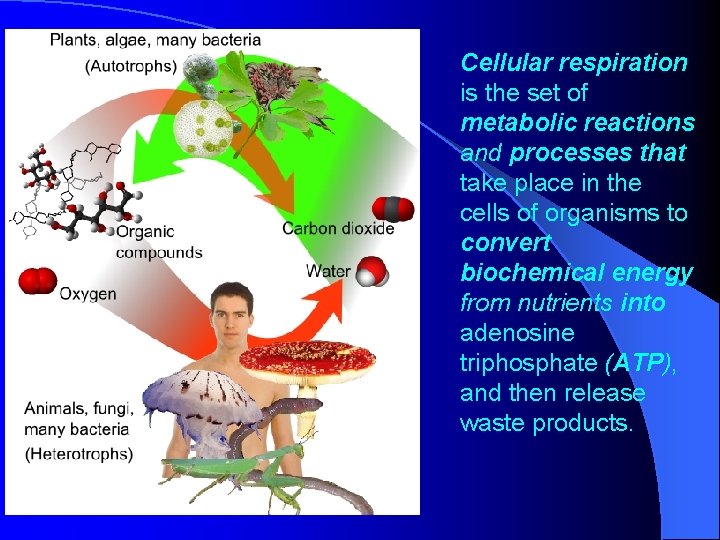 Cellular respiration is the set of metabolic reactions and processes that take place in