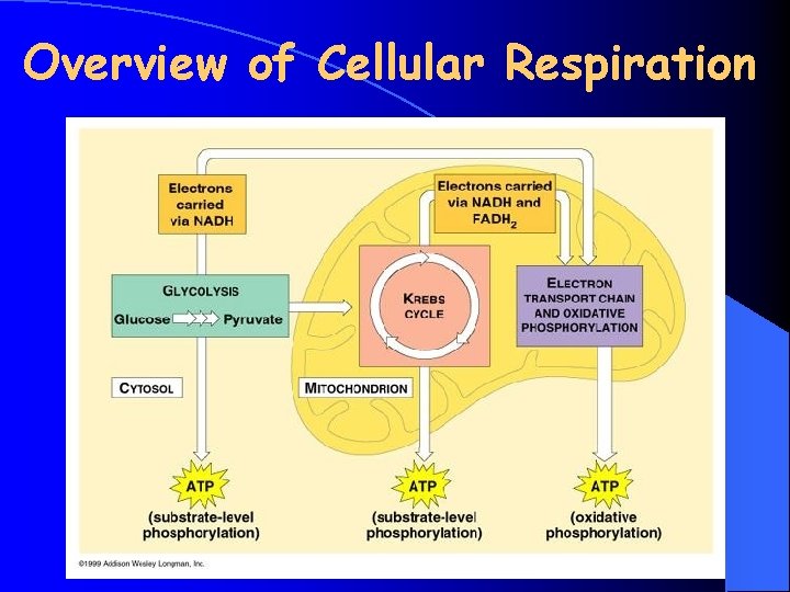 Overview of Cellular Respiration 