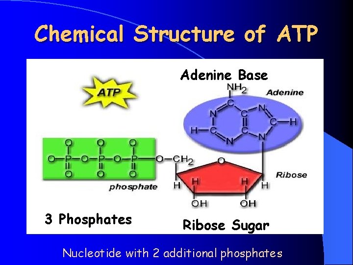 Chemical Structure of ATP Adenine Base 3 Phosphates Ribose Sugar Nucleotide with 2 additional