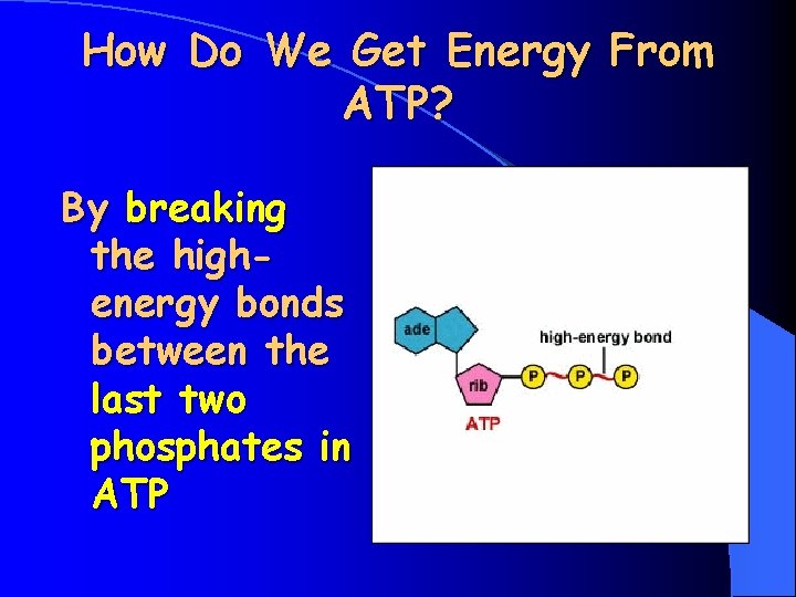 How Do We Get Energy From ATP? By breaking the highenergy bonds between the