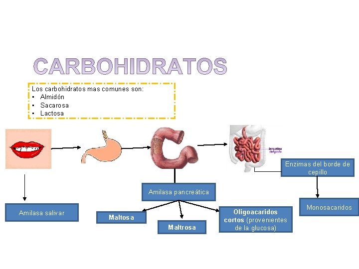 Los carbohidratos mas comunes son: • Almidón • Sacarosa • Lactosa Enzimas del borde