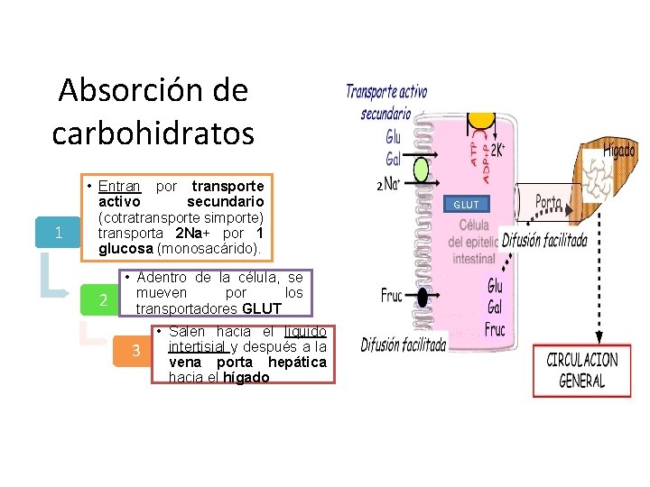 Absorción de carbohidratos 1 • Entran por transporte activo secundario (cotratransporte simporte) transporta 2