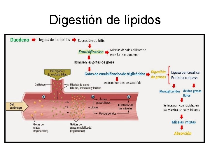 Digestión de lípidos 