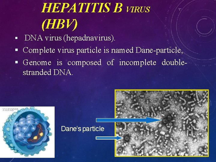 HEPATITIS B VIRUS (HBV) DNA virus (hepadnavirus). Complete virus particle is named Dane-particle, Genome