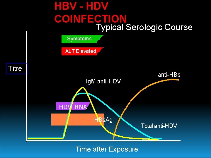 HBV - HDV COINFECTION Typical Serologic Course Symptoms ALT Elevated Titre anti-HBs Ig. M
