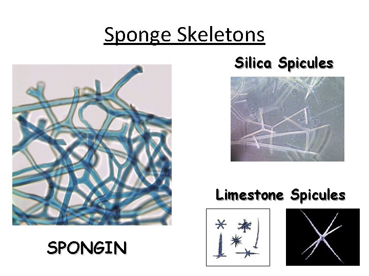 Sponge Skeletons Silica Spicules Limestone Spicules SPONGIN 