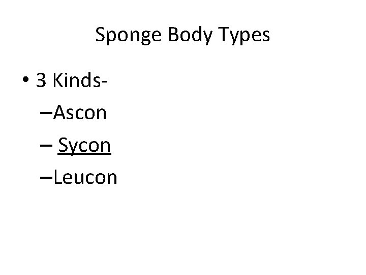 Sponge Body Types • 3 Kinds–Ascon – Sycon –Leucon 