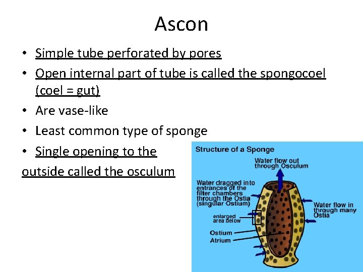 Ascon • Simple tube perforated by pores • Open internal part of tube is