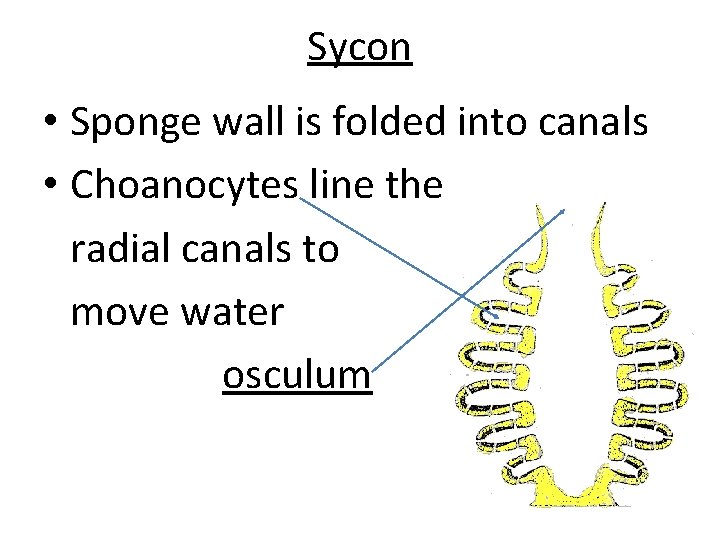 Sycon • Sponge wall is folded into canals • Choanocytes line the radial canals