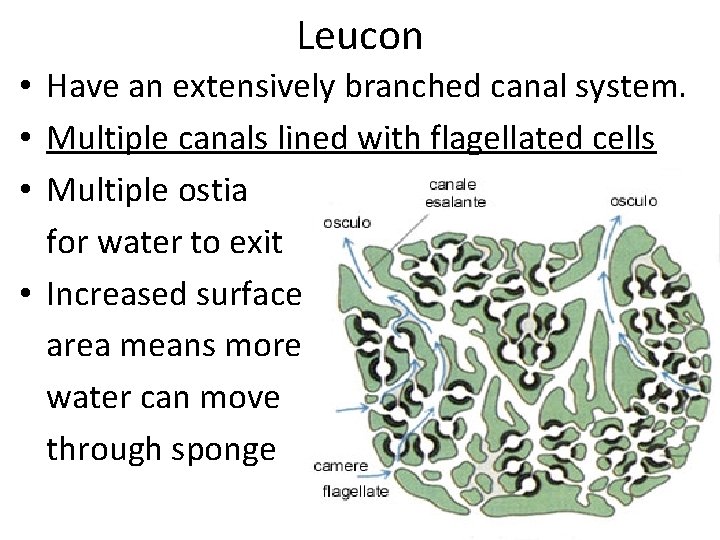 Leucon • Have an extensively branched canal system. • Multiple canals lined with flagellated