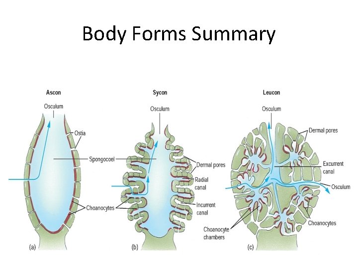 Body Forms Summary 