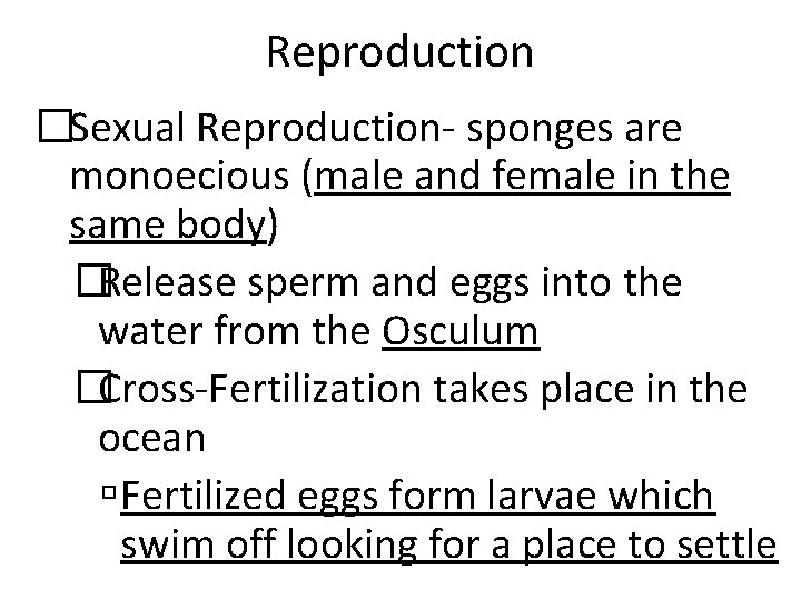 Reproduction �Sexual Reproduction- sponges are monoecious (male and female in the same body) �Release