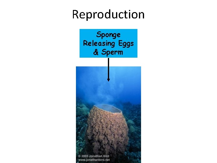 Reproduction Sponge Releasing Eggs & Sperm 