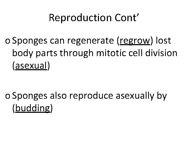 Reproduction Cont’ o Sponges can regenerate (regrow) lost body parts through mitotic cell division