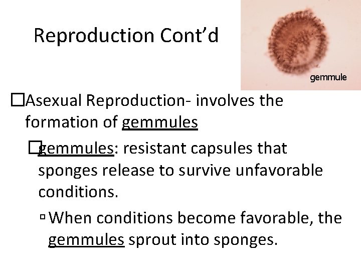 Reproduction Cont’d gemmule �Asexual Reproduction- involves the formation of gemmules �gemmules: resistant capsules that