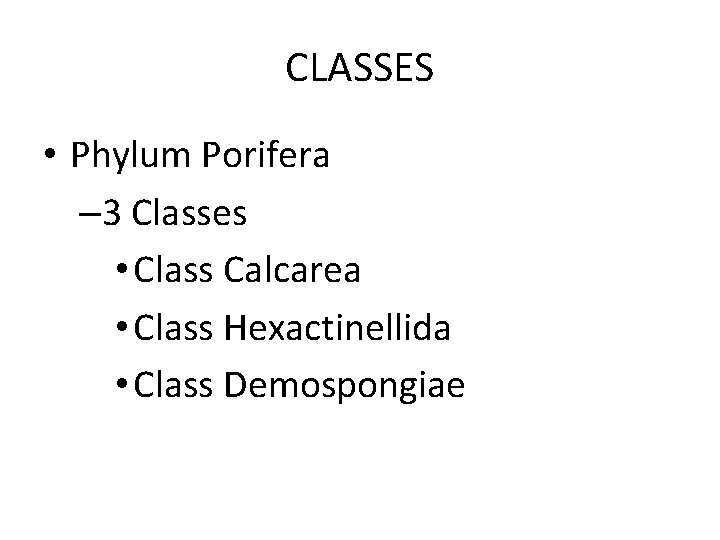 CLASSES • Phylum Porifera – 3 Classes • Class Calcarea • Class Hexactinellida •