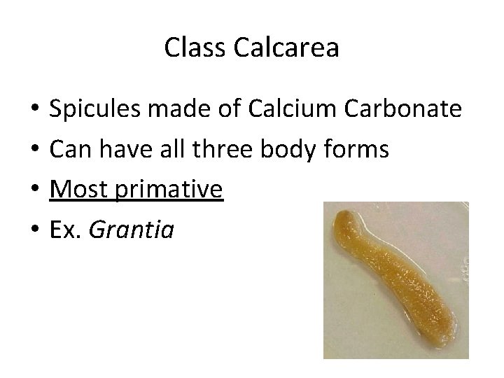 Class Calcarea • • Spicules made of Calcium Carbonate Can have all three body