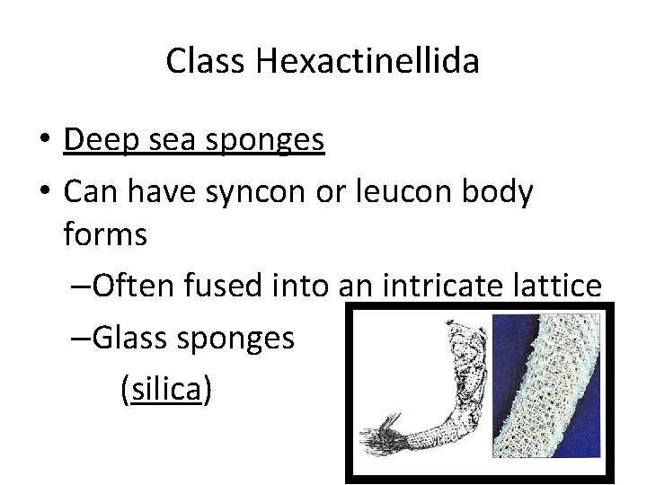 Class Hexactinellida • Deep sea sponges • Can have syncon or leucon body forms