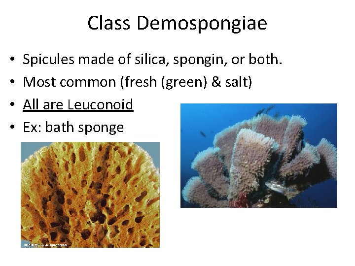 Class Demospongiae • • Spicules made of silica, spongin, or both. Most common (fresh