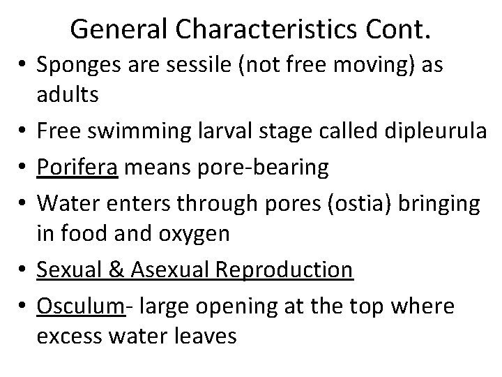 General Characteristics Cont. • Sponges are sessile (not free moving) as adults • Free