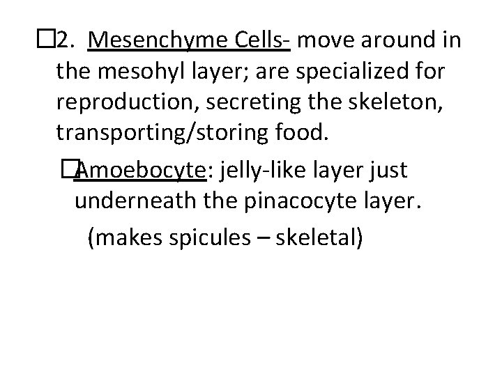 � 2. Mesenchyme Cells- move around in the mesohyl layer; are specialized for reproduction,