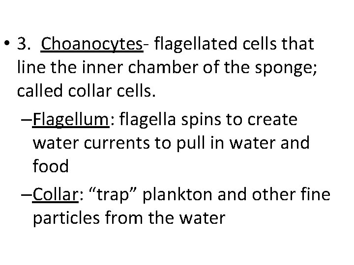  • 3. Choanocytes- flagellated cells that line the inner chamber of the sponge;