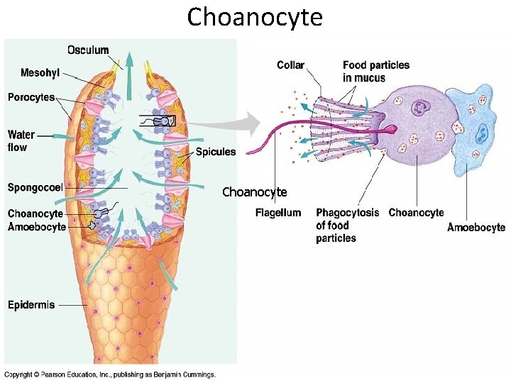 Choanocyte 