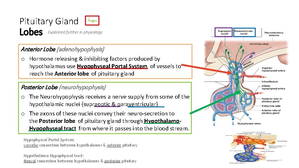 Pituitary Gland ﻣﻬﻤﺔ Lobes Explained further in physiology Anterior Lobe (adenohypophysis) o Hormone releasing