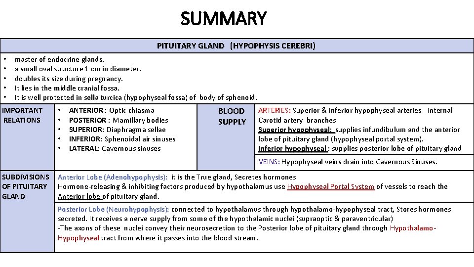 SUMMARY PITUITARY GLAND (HYPOPHYSIS CEREBRI) • • • master of endocrine glands. a small